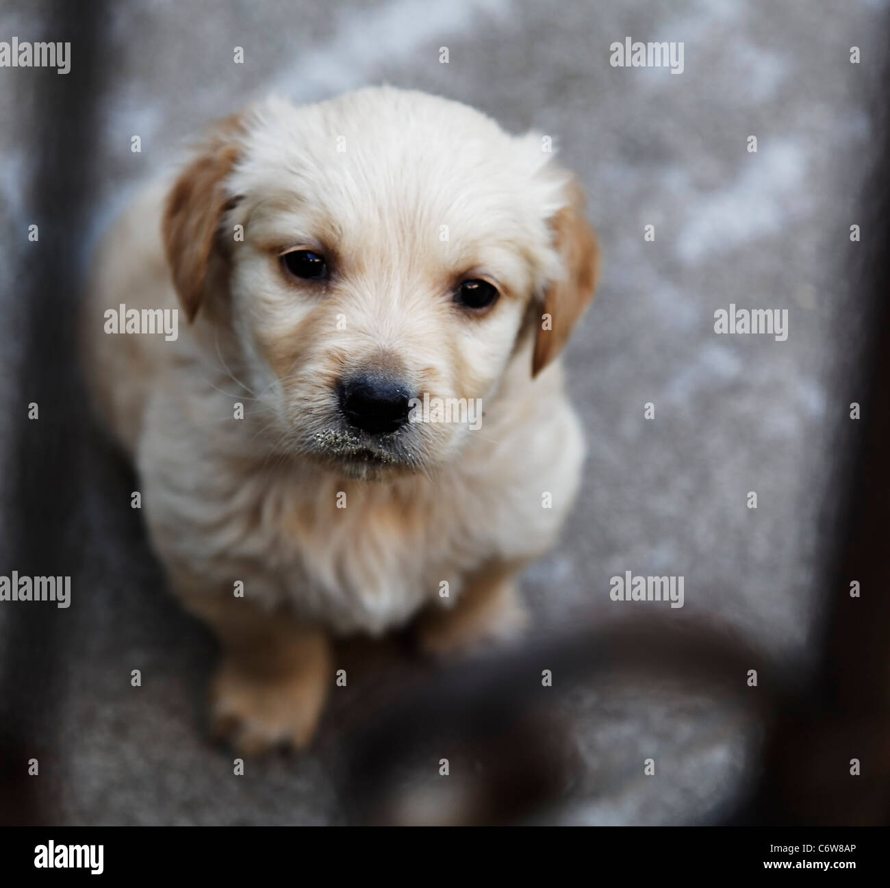 sad looking golden retriever puppy portrayed behind wrought iron gate, portrait, crop space, square format Stock Photo