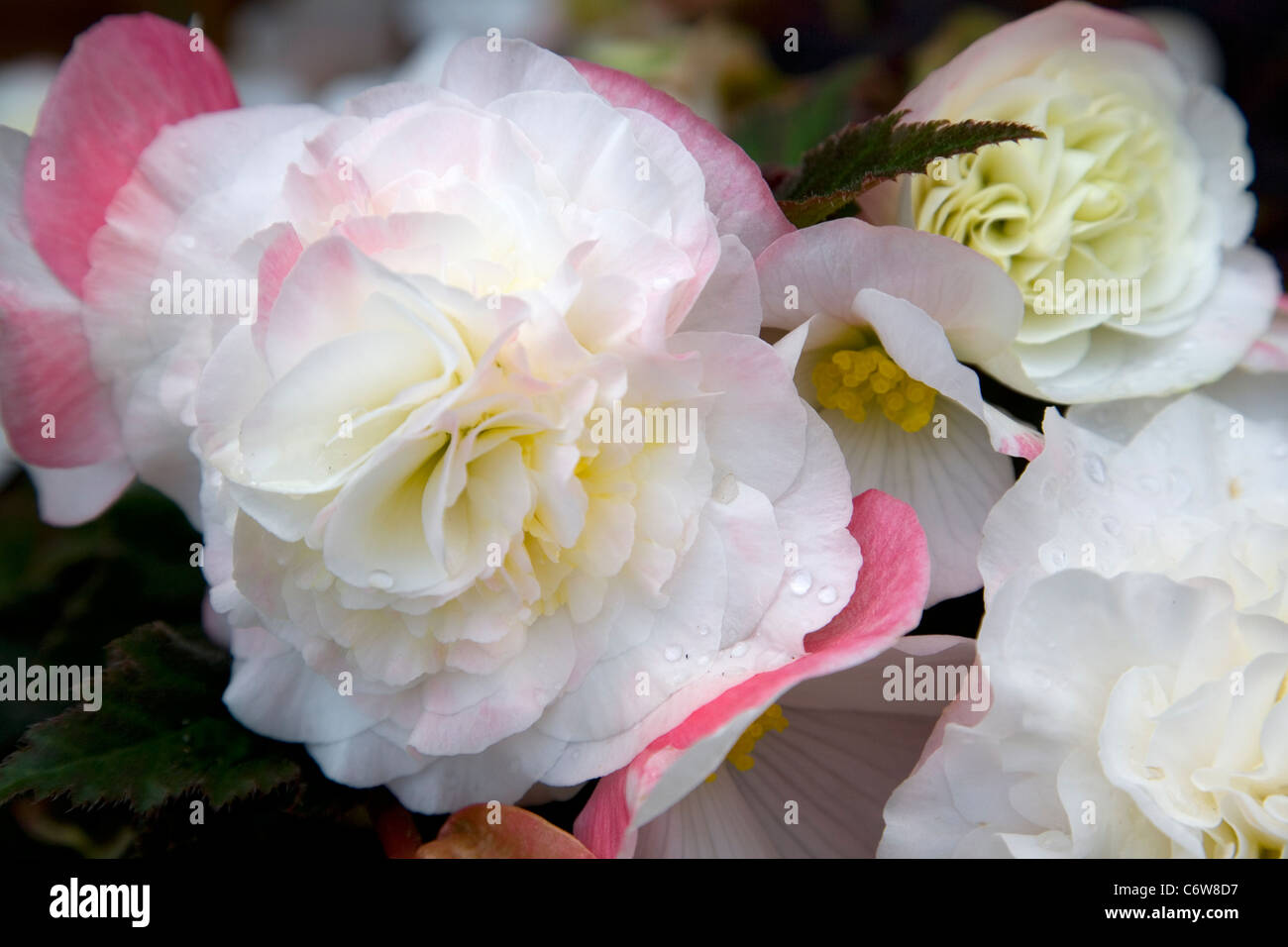 Begonia Mocca white Stock Photo
