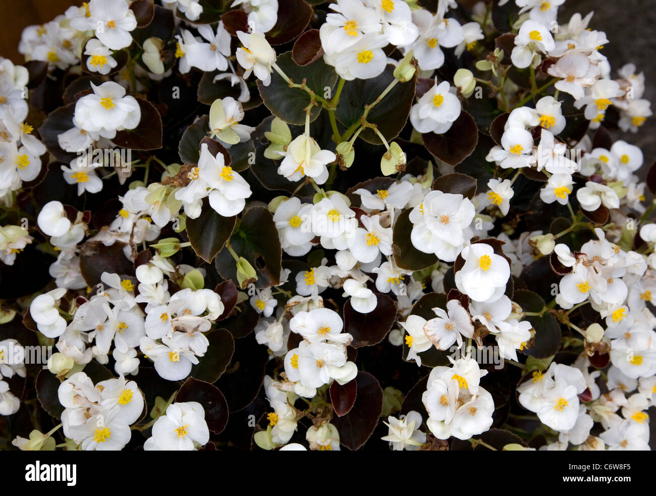 Begonia F1 Bronze Leaf White Stock Photo - Alamy