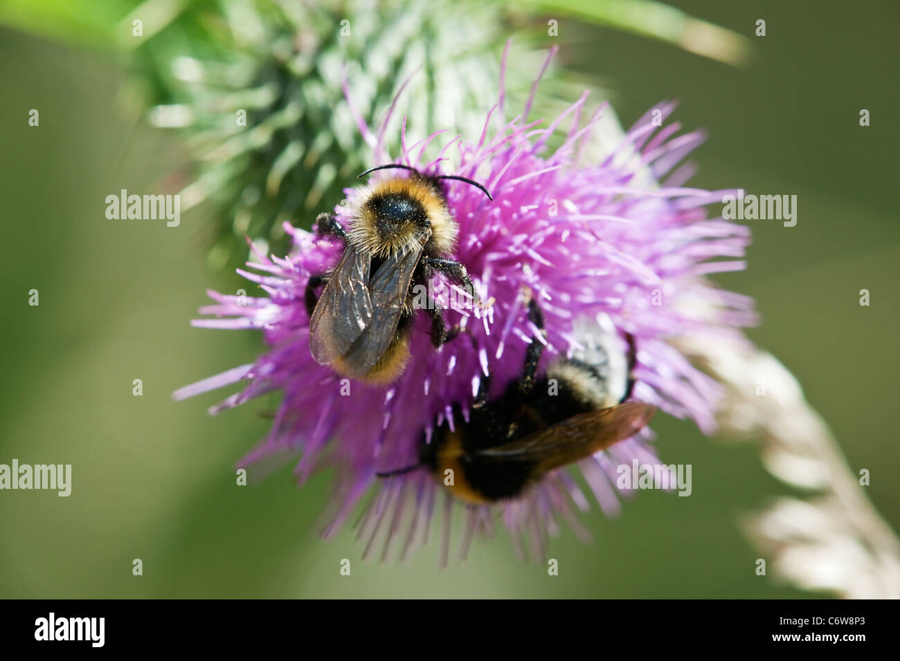 Pollen gathering insects hi-res stock photography and images - Alamy