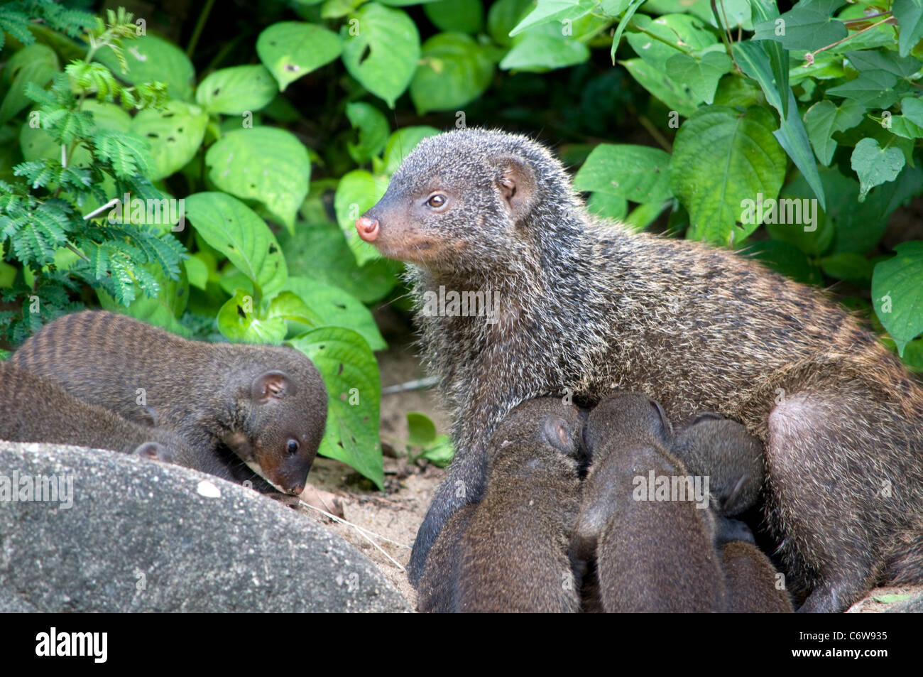 Banded Mongoose Stock Photo