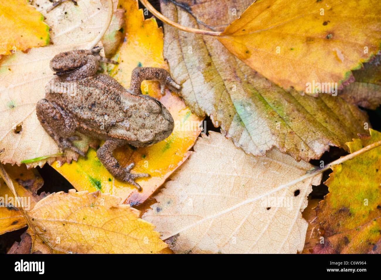 Juvenile Common Toad with autumn leaves Stock Photo