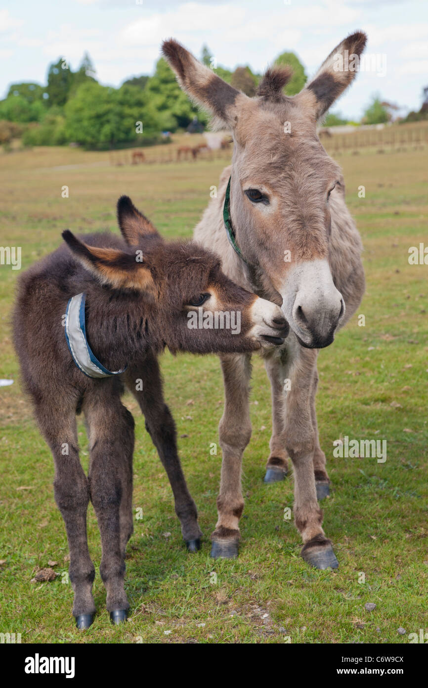 Donkey and foal in the New Forest Stock Photo