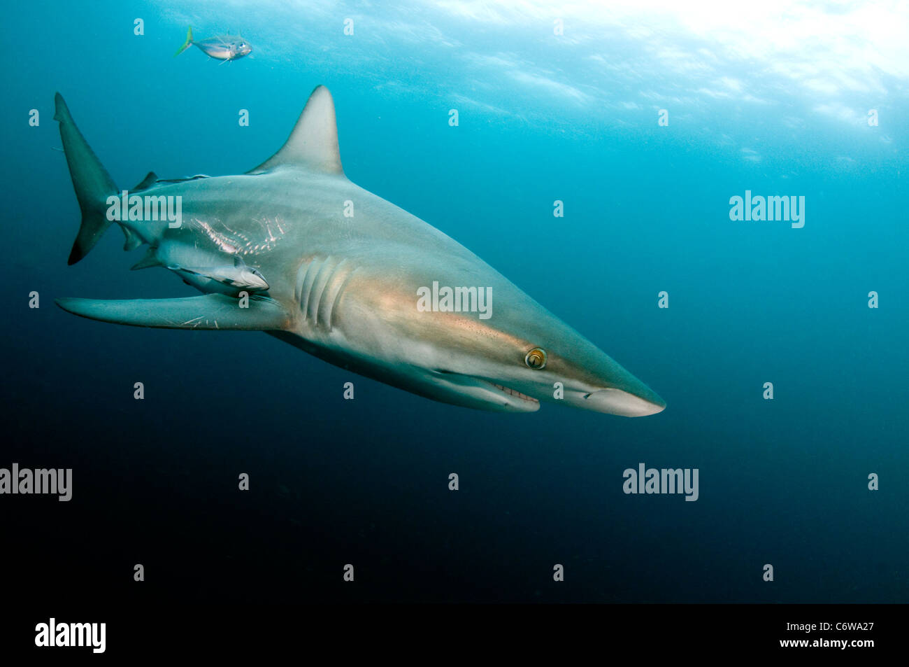 Blacktip shark Stock Photo
