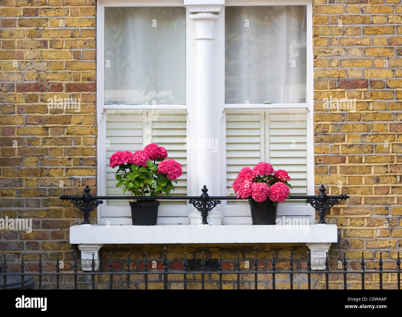 Window pots with Hydrangea on ledge Stock Photo