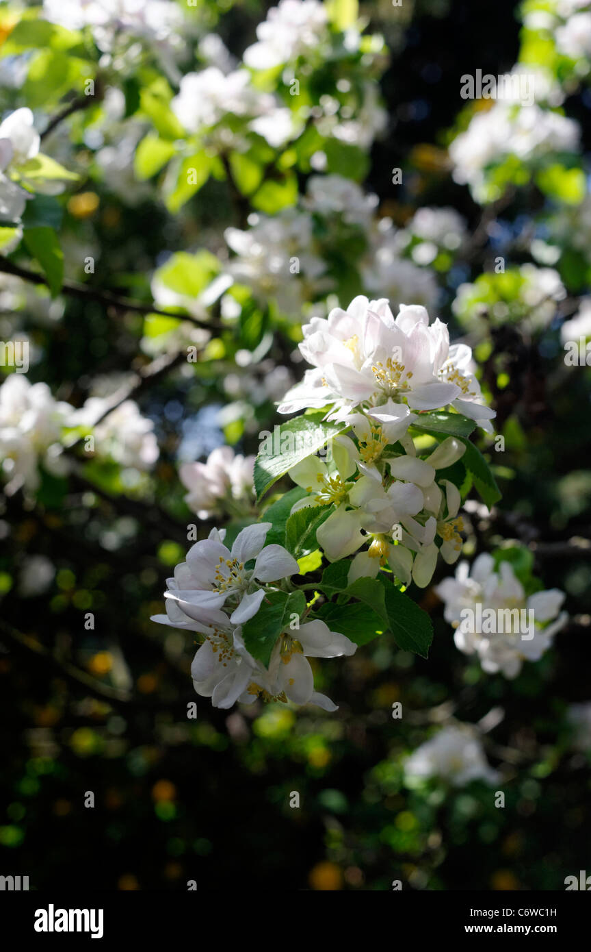 White apple blossom in direct sun Stock Photo