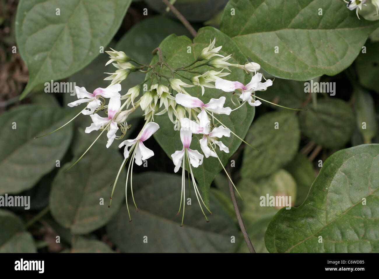 Flower (Clerodendrum scandens / umbellatum): Verbenaceae) in rainforest, Cameroon. Stock Photo