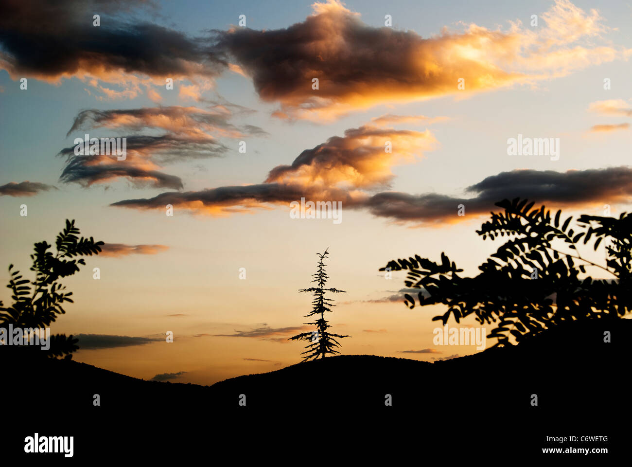 Silhouette of trees against the sunset dark sky Stock Photo - Alamy