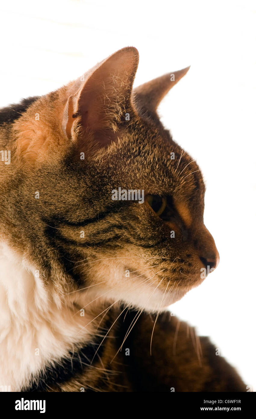 Close up of a tabby cats profile, showing eyes and white chest Stock Photo