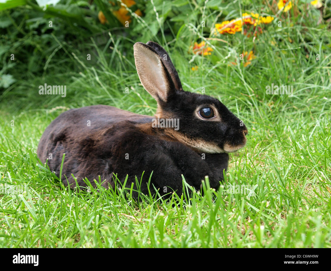 Mini Rex Rabbit on grass in back garden. UK Stock Photo Alamy