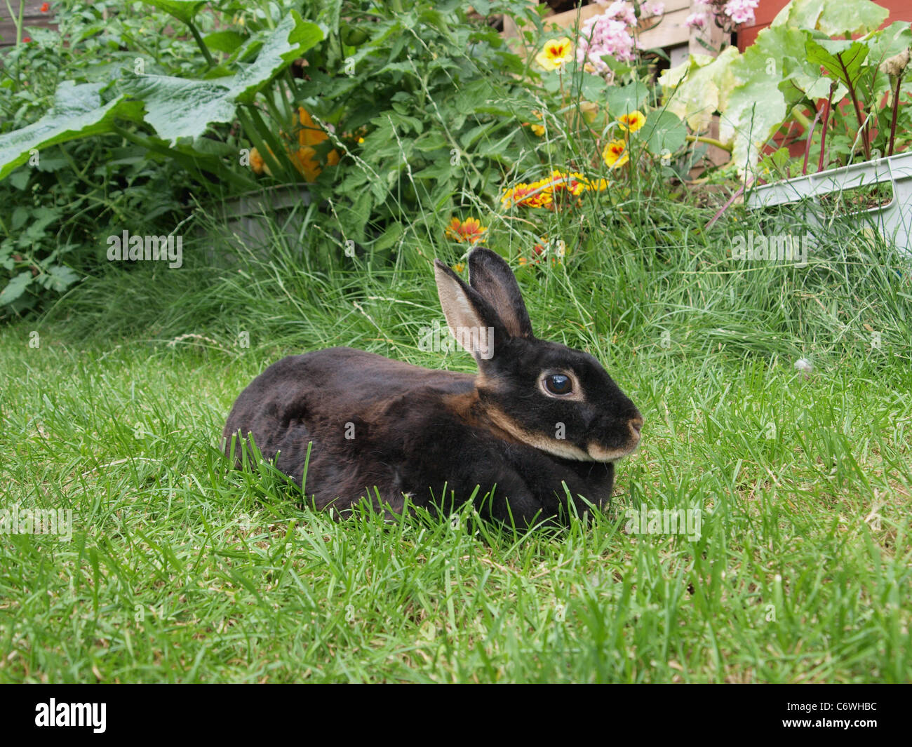 Mini Rex Rabbit on grass in back garden. UK Stock Photo Alamy