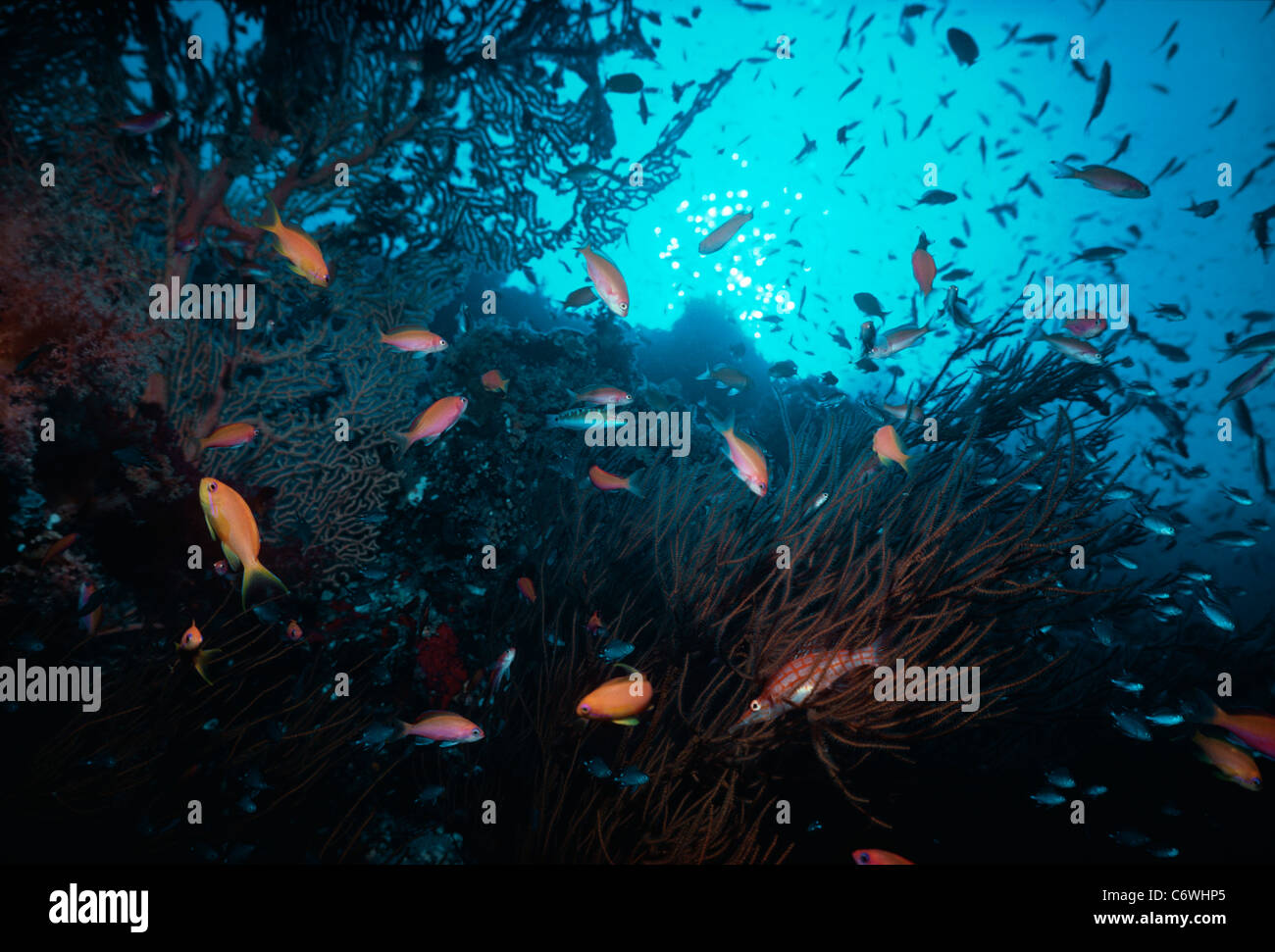 A Longnose Hawkfish (Oxycirrhitus typus) and Anthias goldfish (Anthias squamipinnis) swimming through coral. Egypt, Red Sea Stock Photo