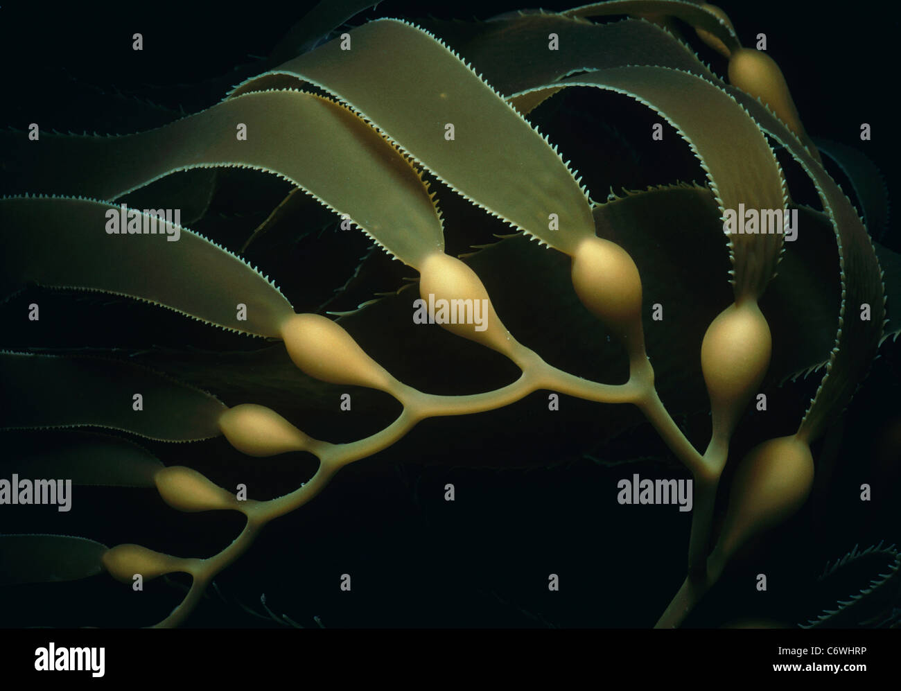 Blades, fronds, and stalks of Giant Kelp (Macrocystis pyrifera). Channels Islands, California, USA, Pacific Ocean Stock Photo