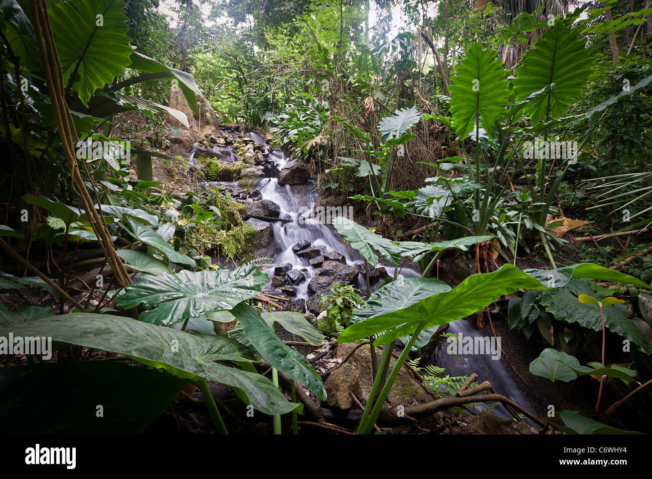 Rainforest Biome water stream Eden Project Stock Photo