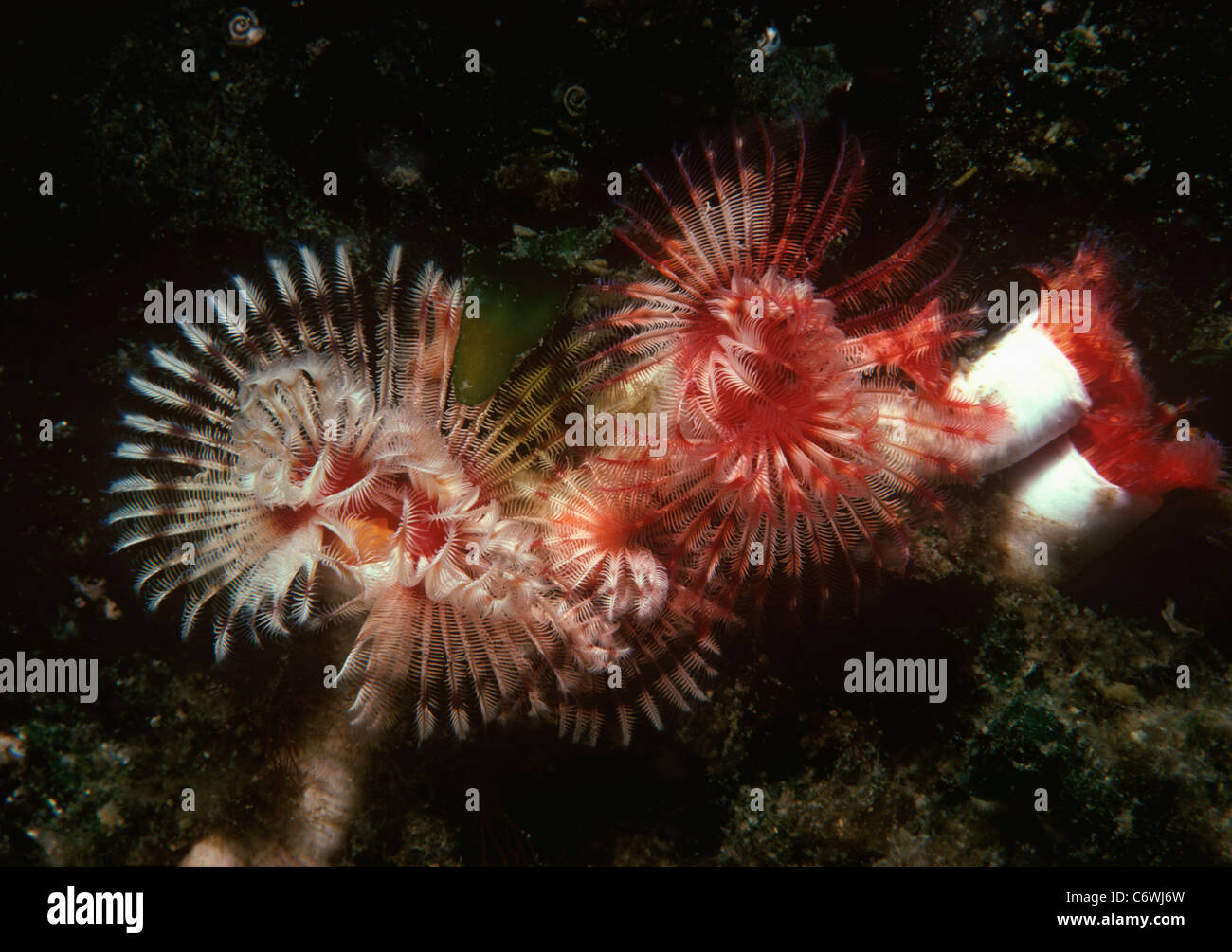 Giant Feather Duster Worms (Eudistylia polymorpha) open and feeding on plankton, and closed. Puget Sound, Washington, USA Stock Photo
