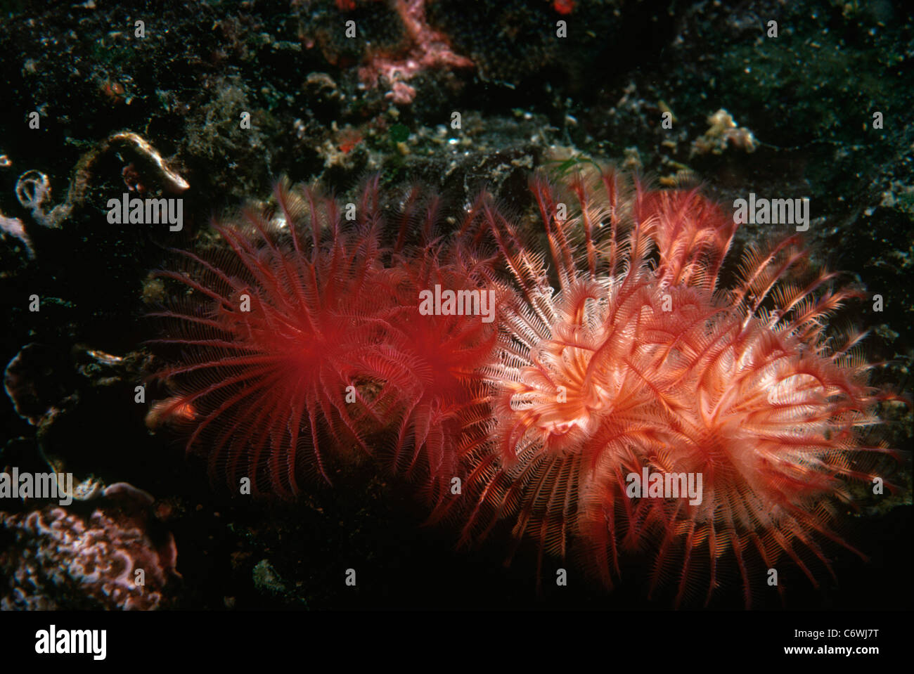 Giant Feather Duster Worms (Eudistylia polymorpha) open and feeding. Puget Sound, Washington, USA, North Pacific Ocean Stock Photo