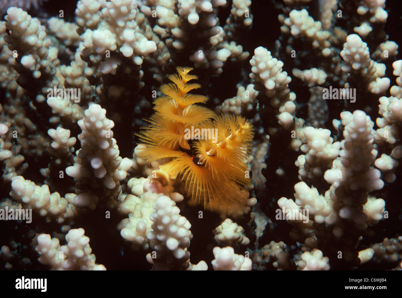 Yellow Christmas Tree Worm (Spirobranchus giganteus) on stony coral. Red Sea, Egypt Stock Photo