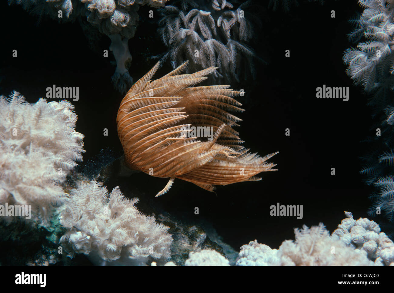 Feather Duster Worm (Sabellastarte sanctijosephi) open and feeding on plankton. Red Sea, Egypt Stock Photo