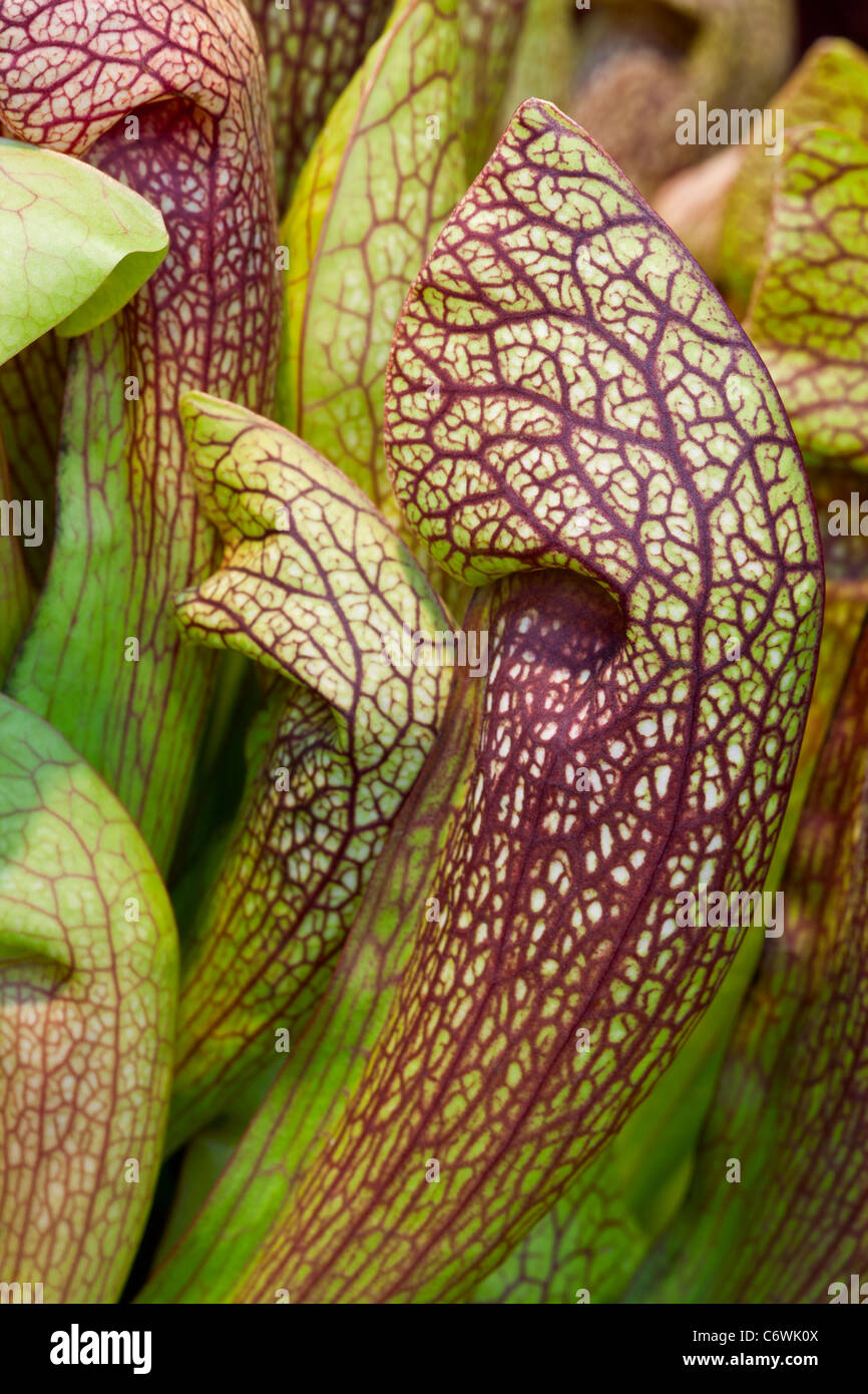 Sarracenia Carniverous veined Pitcher Plant Stock Photo
