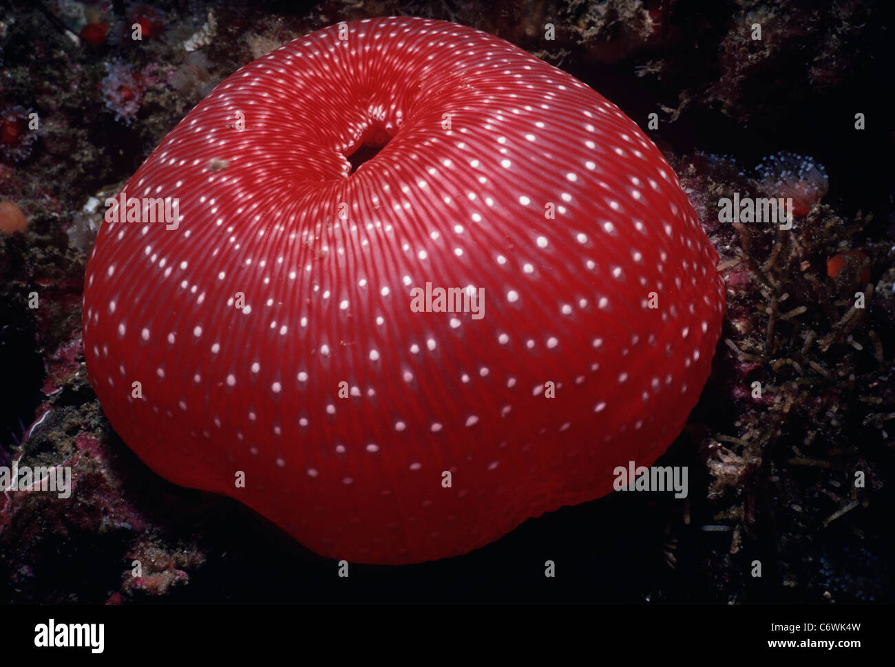 Strawberry Anemone (Tealia lofotensis) closed. Channel Islands, California (USA) - Pacific Ocean Stock Photo