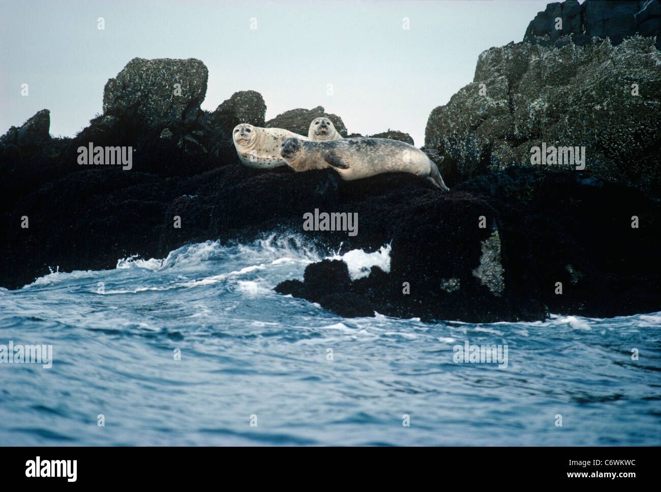 Harbor Seals (Phoca vitulina) sunbathing on coastal ledge. Maine, USA, Atlantic Ocean Stock Photo