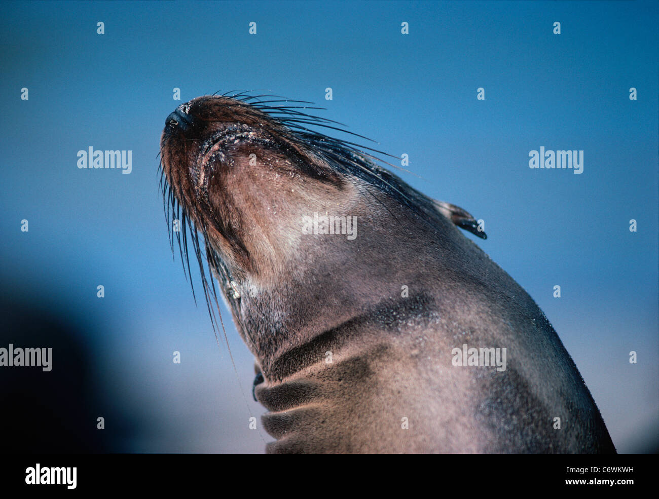 Bull (male) Fur Seal (Arctocephalus galapagoensis) suns on rocks. Galapagos Islands, Ecuador, Pacific Ocean Stock Photo