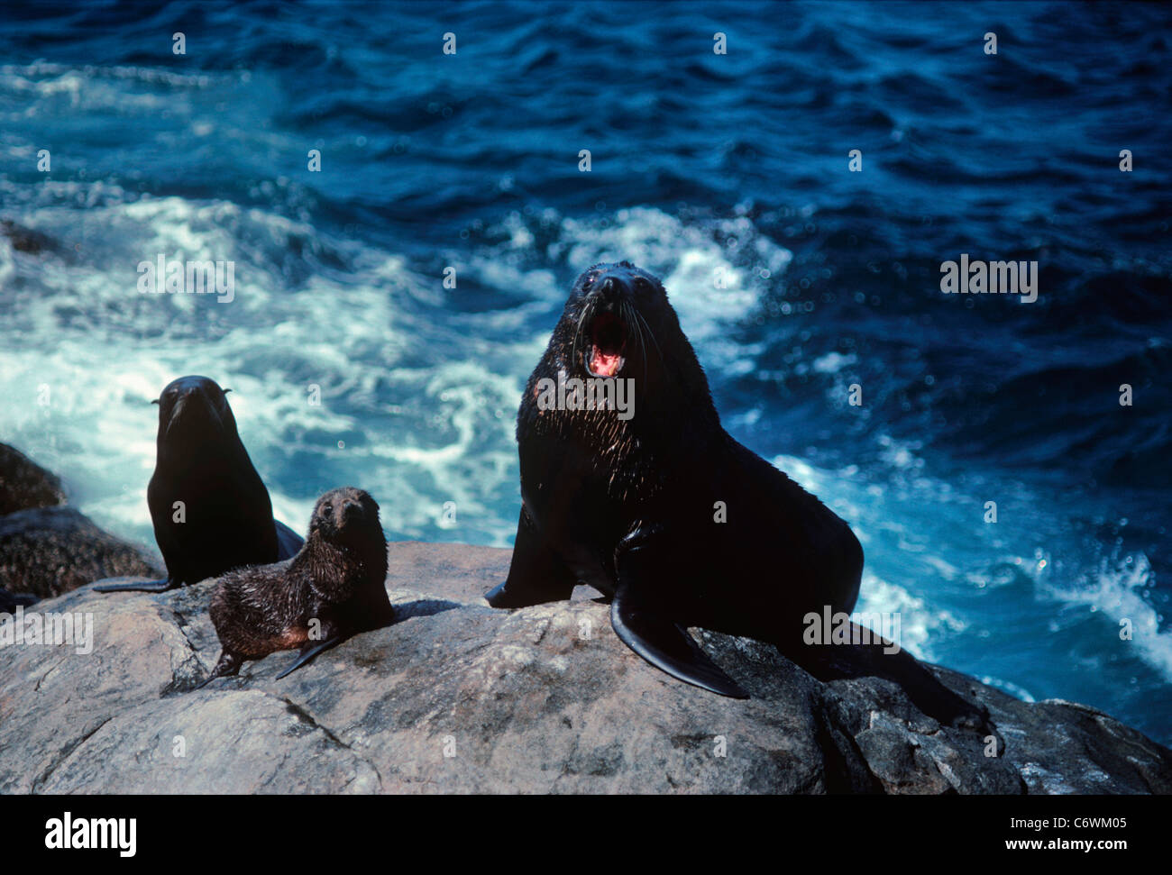 New Zealand Fur Seal (Arctocephalus forsteri) protects pup, common prey of Great White Shark. South Australia, Dangerous Reef Stock Photo