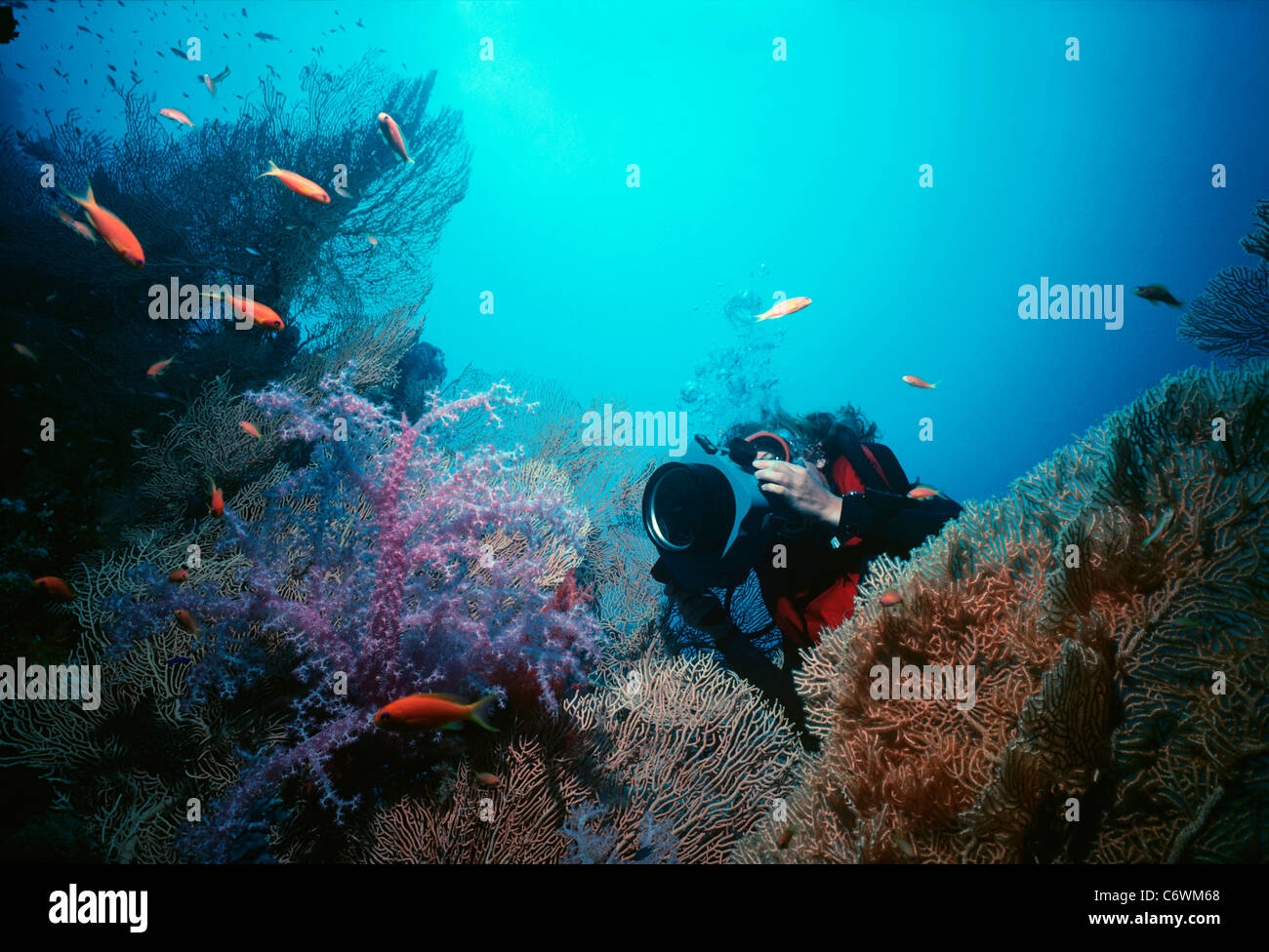 Diver photographs Scalefin Anthias (Anthias squamipinnis) schooling above coral reef wall. Egypt, Red Sea Stock Photo