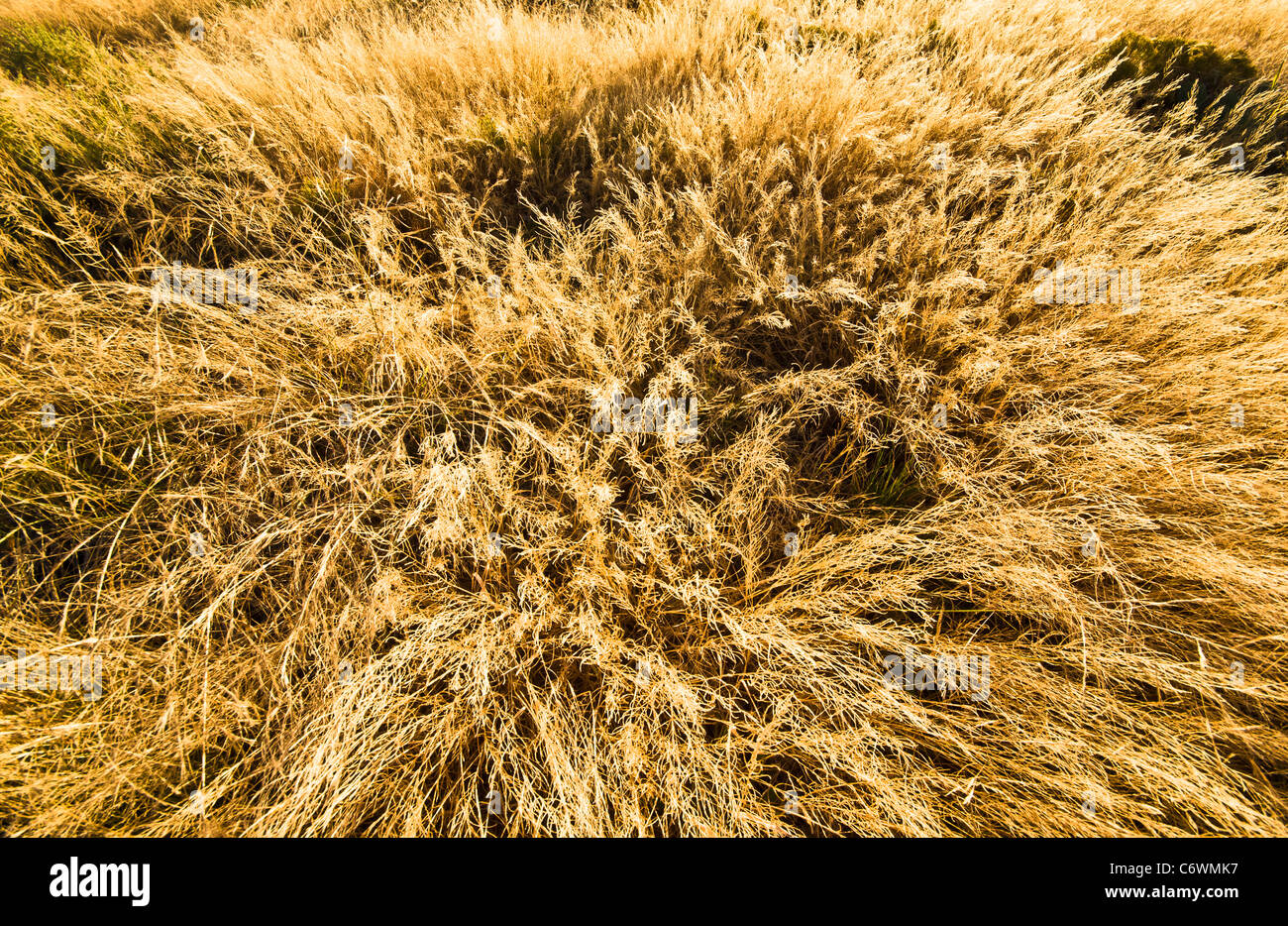 Not sure what these are except dried grass. Great photo for some kind of back ground? Stock Photo