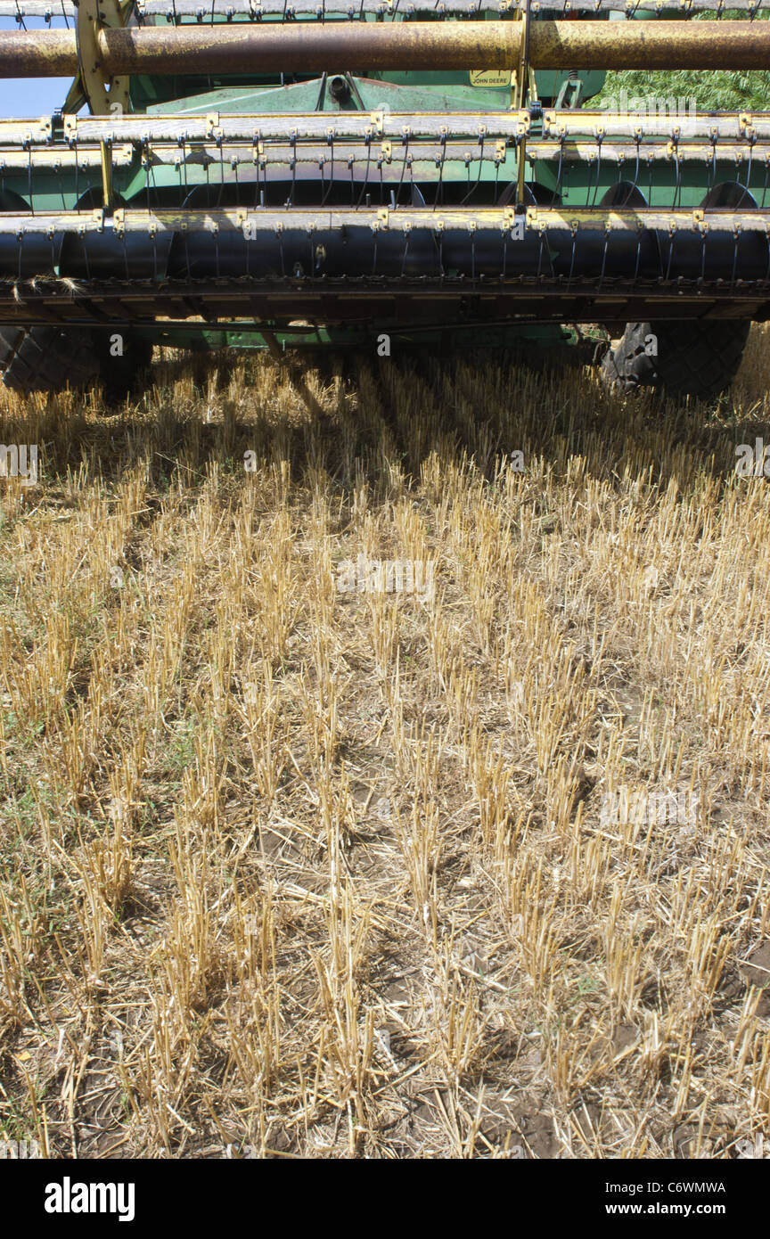 Field after a harvest with a mechanical harvester Stock Photo Alamy