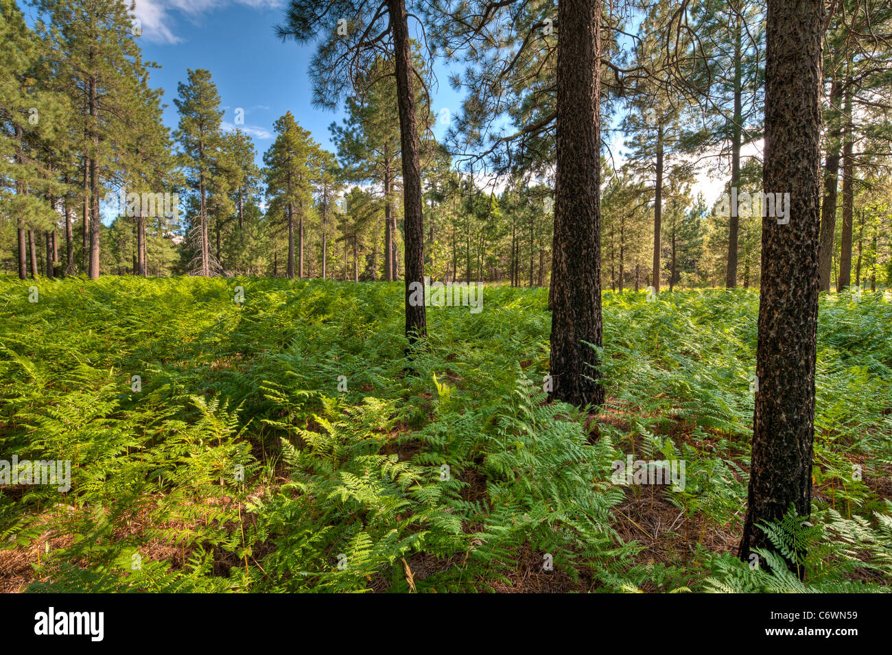 High in the Sierra Ancha's Mountains grow huge Bracken Fern through out the Ponderosa Pine Forest. Arizona. Stock Photo
