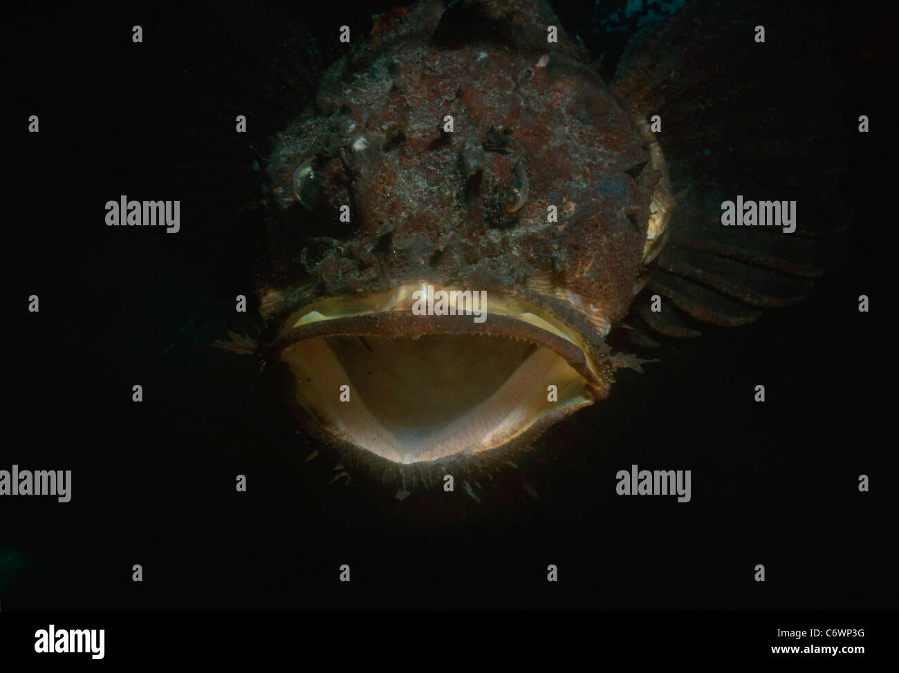 Head and mouth of a Sea Raven (Hemitripterus americanus). Hodgekins ...