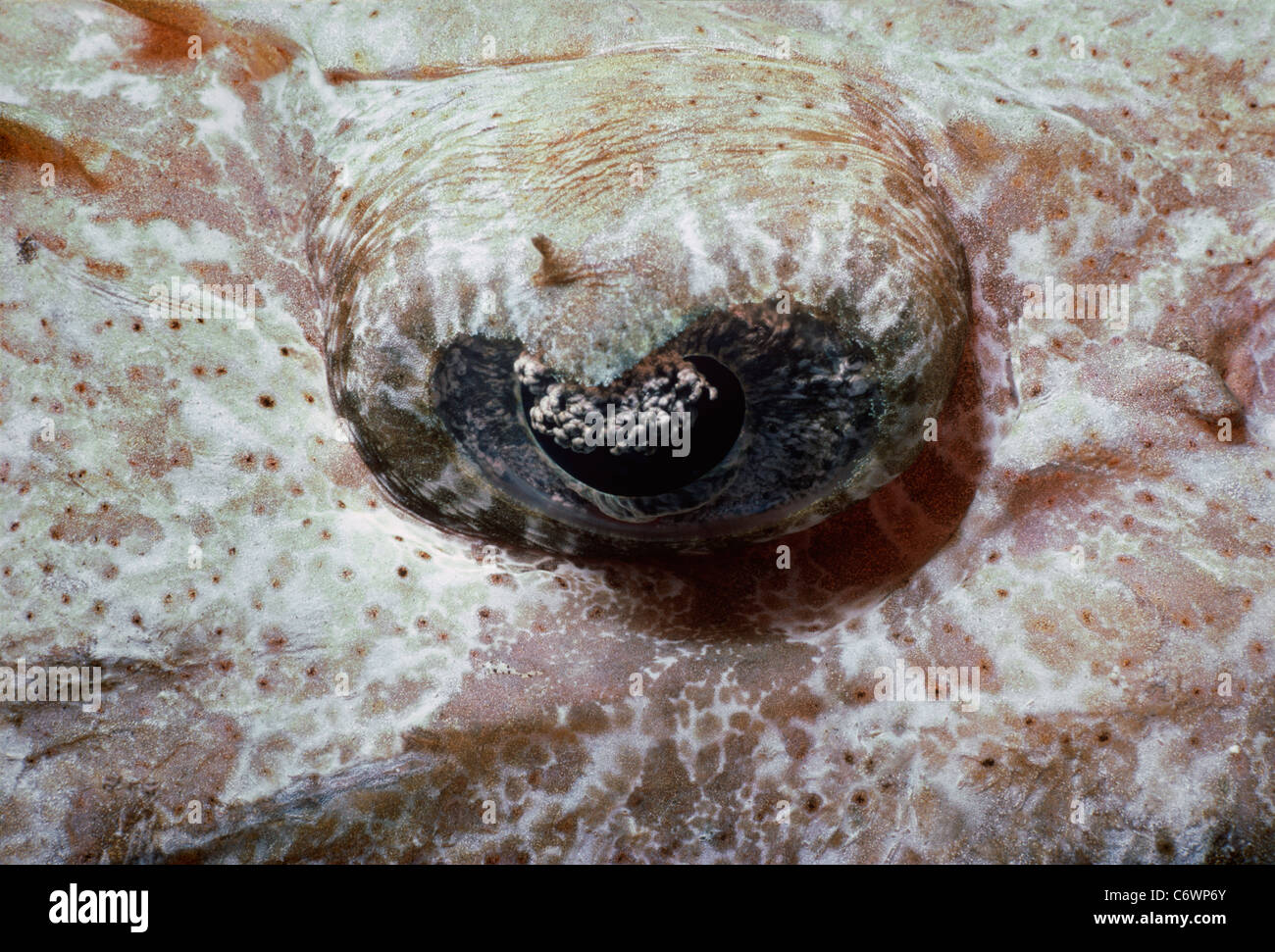 Eye of Crocodilefish (Cociella crocodila). Egypt, Red Sea Stock Photo