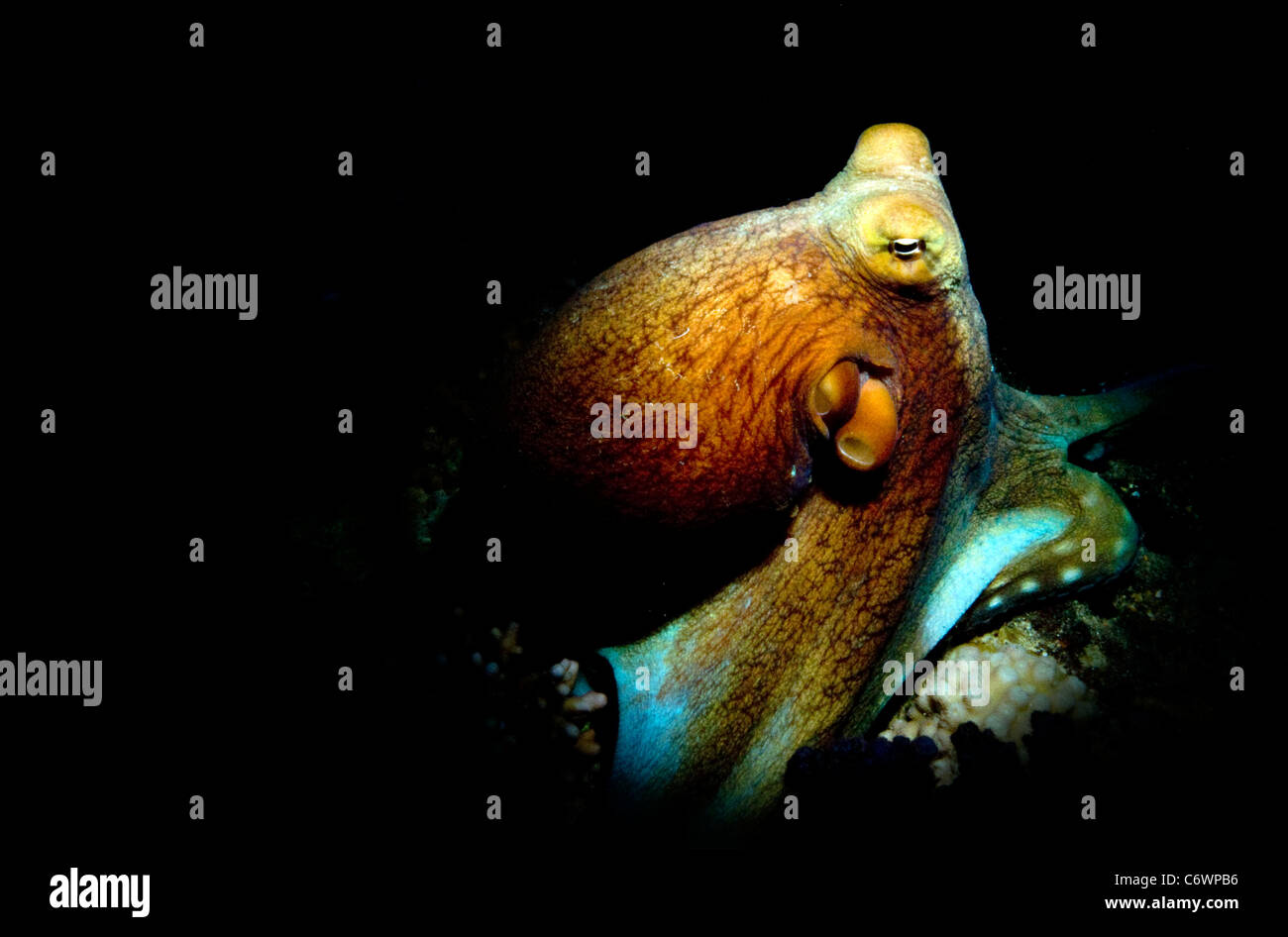 Reef octopus Stock Photo