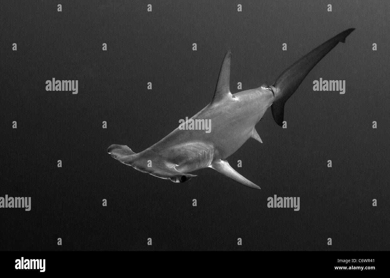 Scalloped hammerhead shark Stock Photo Alamy