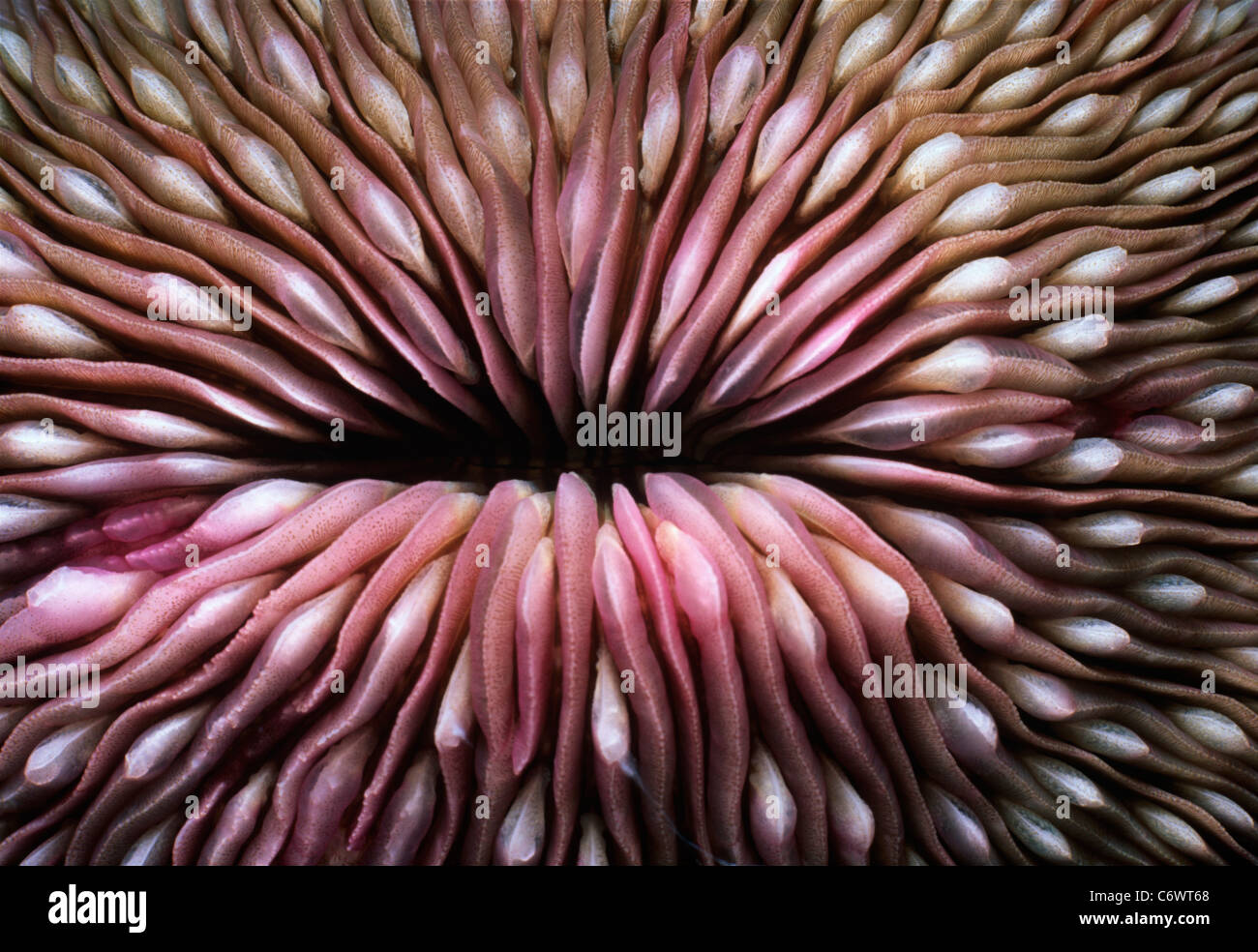 Mushroom coral red sea hi-res stock photography and images
