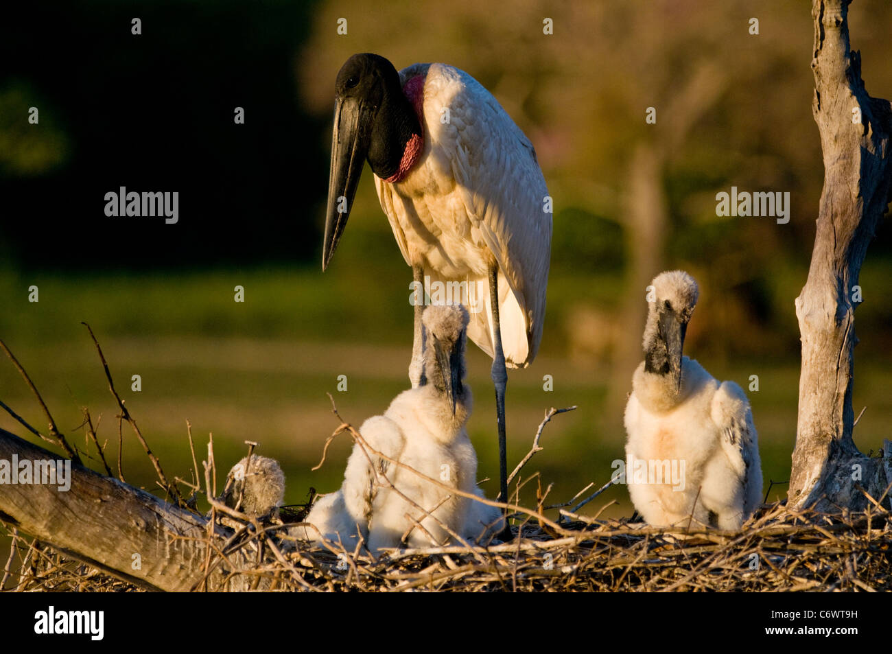 Jabiru stork nest Stock Photo