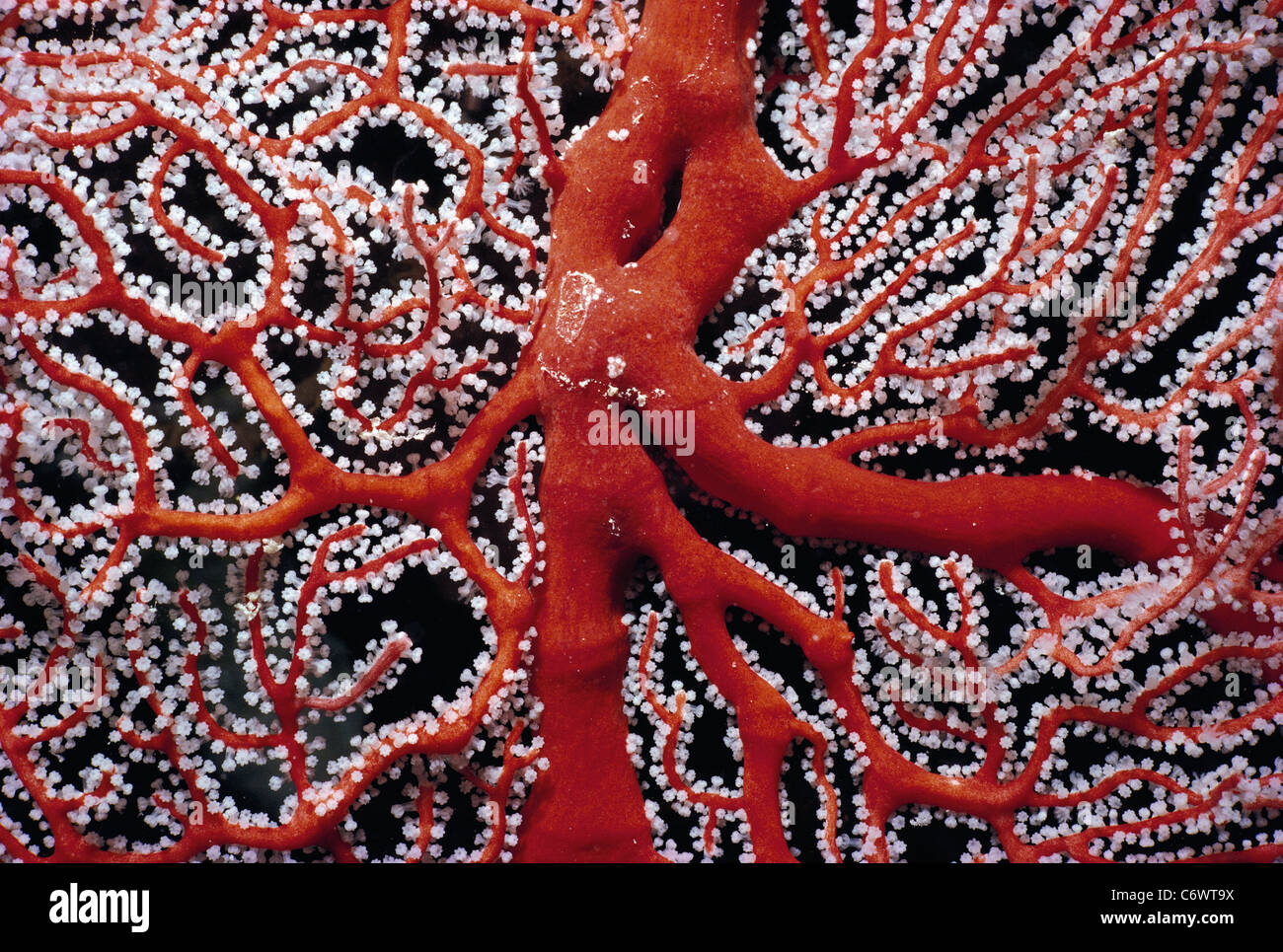 Scarlet Sea Fan Gorgonia Coral (Melithaea sp.), Palau Islands, Micronesia, Pacific Ocean Stock Photo