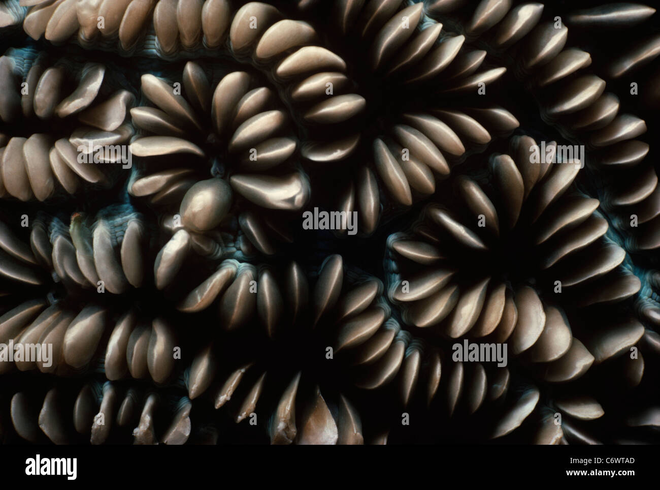 Bubble Coral (Plerogyra sinuosa) polyps retracted. Palau Island, Micronesia, Pacific Ocean Stock Photo