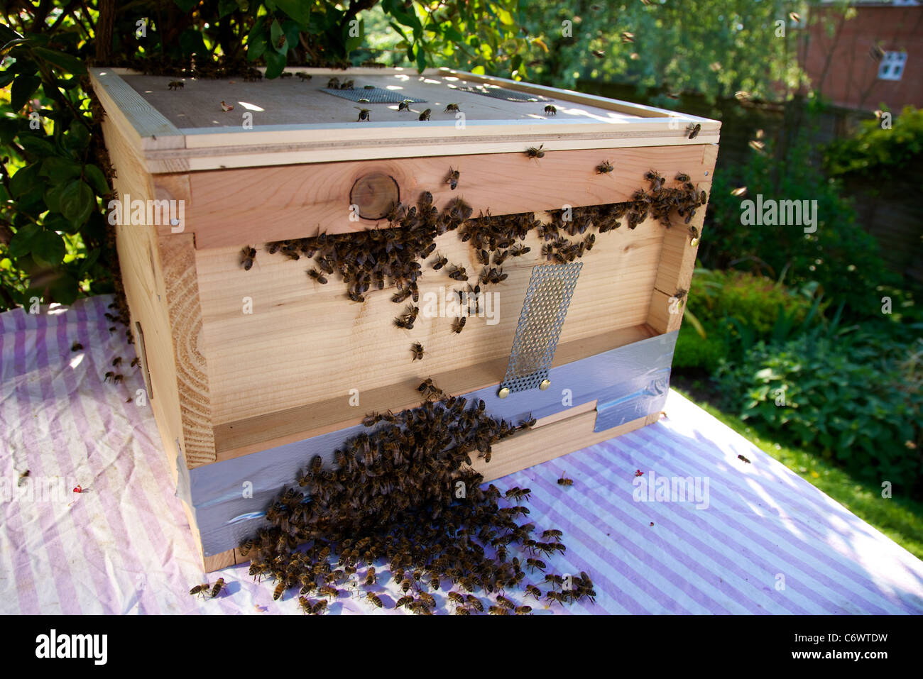A new bee hive brood box prepared and accepting or a new bee colony of about 15000 bees Stock