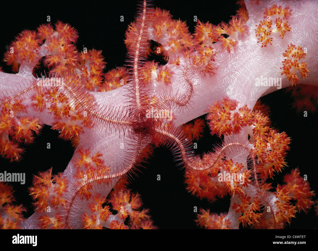 Brittle Star (Ophiothrix sp.) scavenges on Alcyonarian Coral at night, Sipadan Island, Borneo, South China Sea Stock Photo