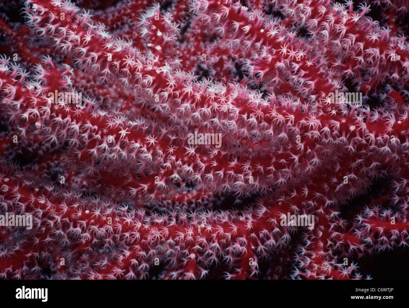 Sea Fan Gorgonia Coral (Subergorgia hicksoni), polyps open and feeding at night, Papua New Guinea - Bismarck Sea Stock Photo