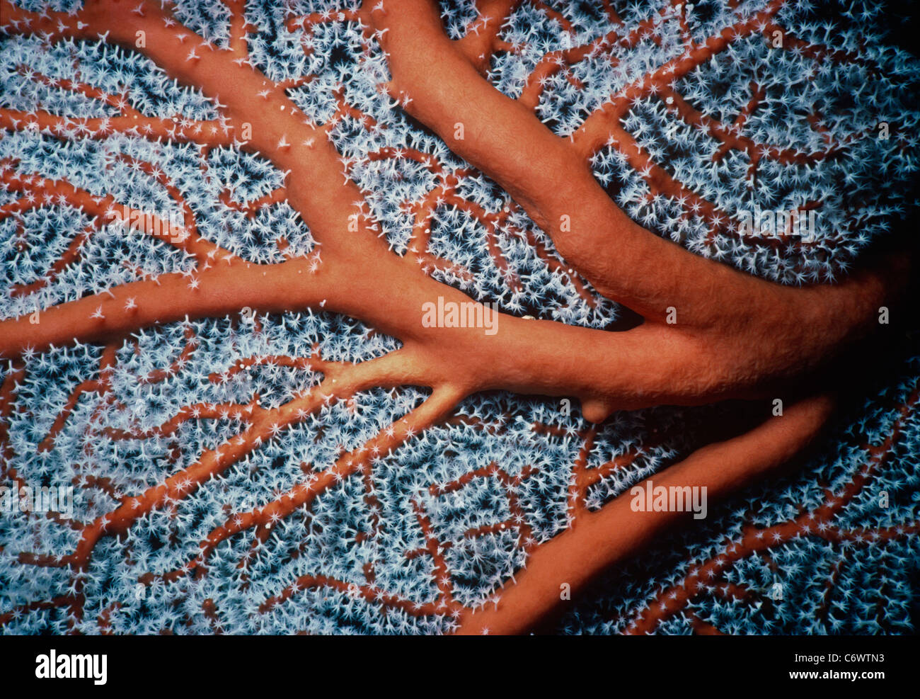 Close-up of base and polyps of Giant Sea Fan Gorgonia Coral (supergorgia mollis), Papua New Guinea - Bismarck Sea Stock Photo