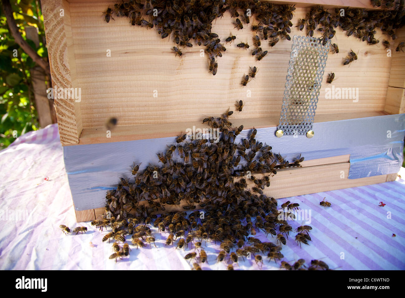 A new bee hive brood box prepared and accepting or a new bee colony of about 15000 bees Stock