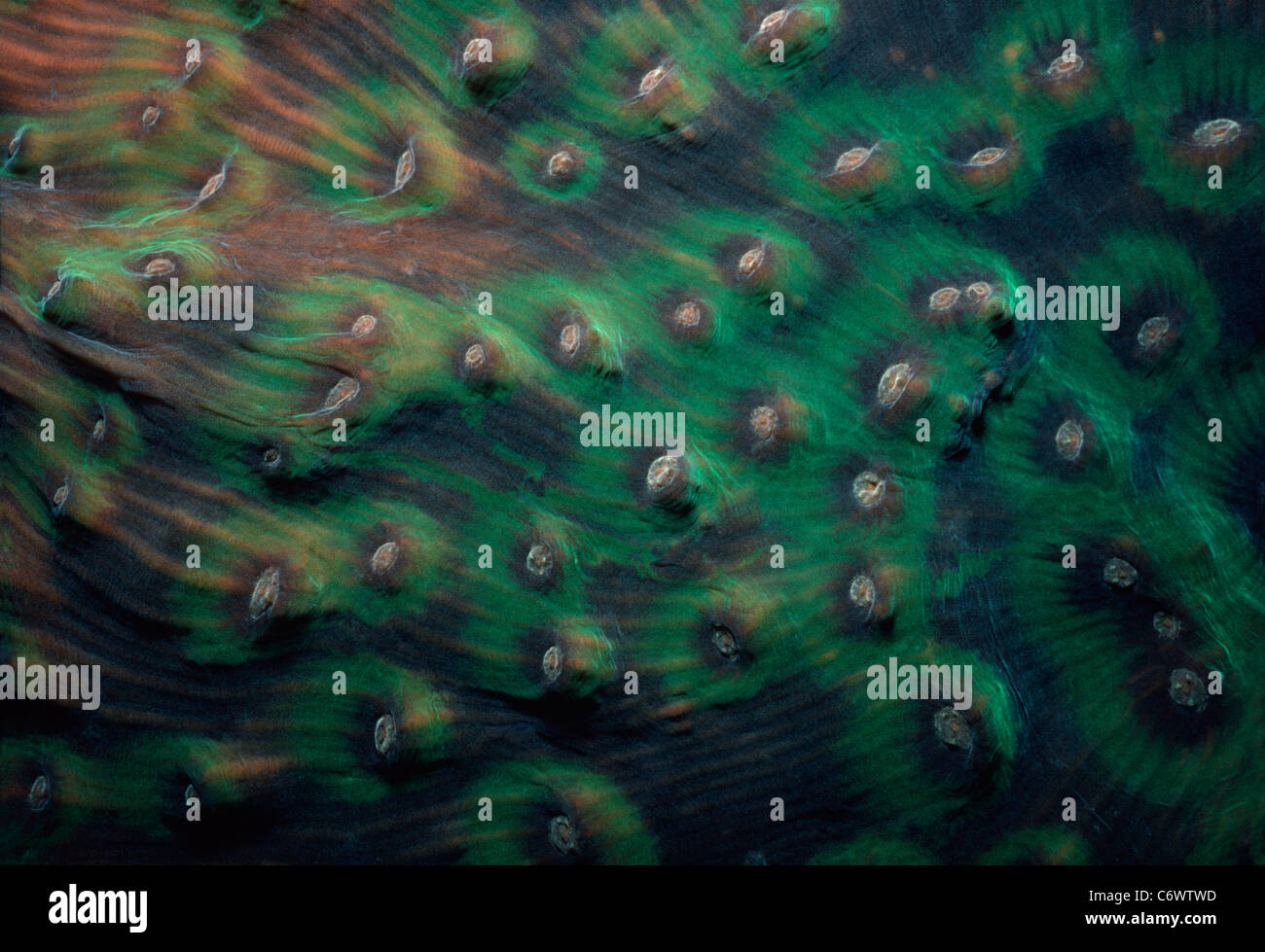 Stony Coral (Scleractinia) polyps retracted. Papua New Guinea, Bismarck Sea Stock Photo