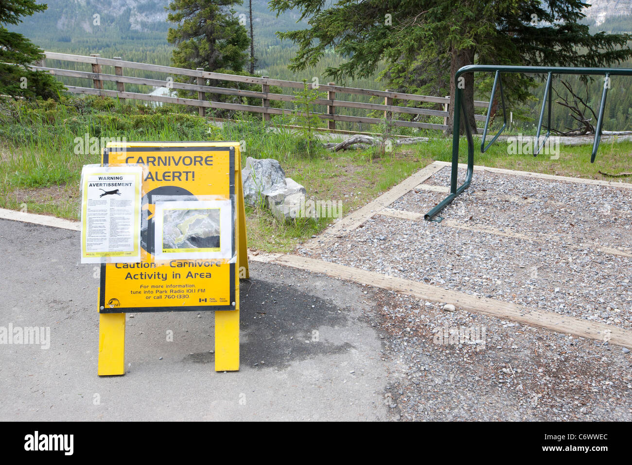 Cougar Carnivore Alert in Banff National Park Stock Photo
