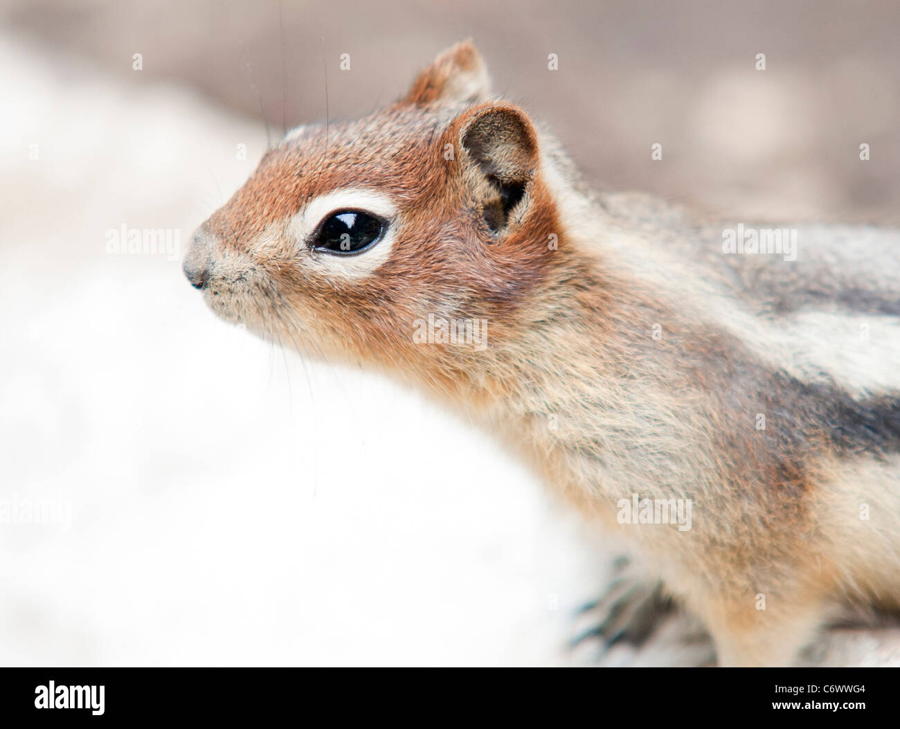 Chipmunk in the Canadian rockies Stock Photo