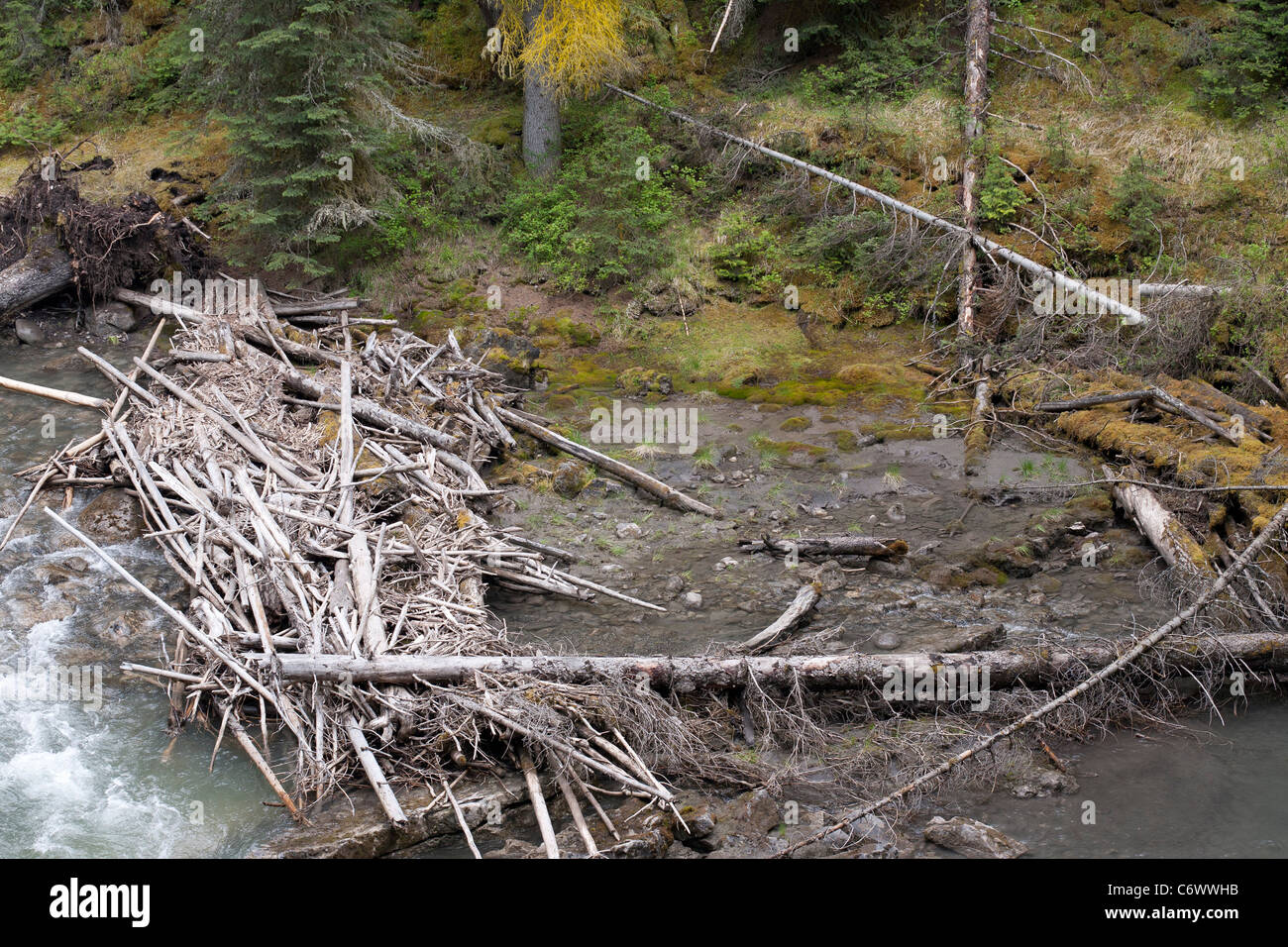 Beaver Dam in the Canadian Rockies Stock Photo