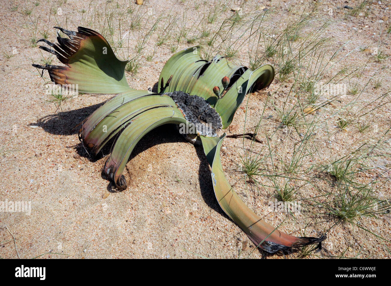 Welwitschia-mirabilis Stock Photo
