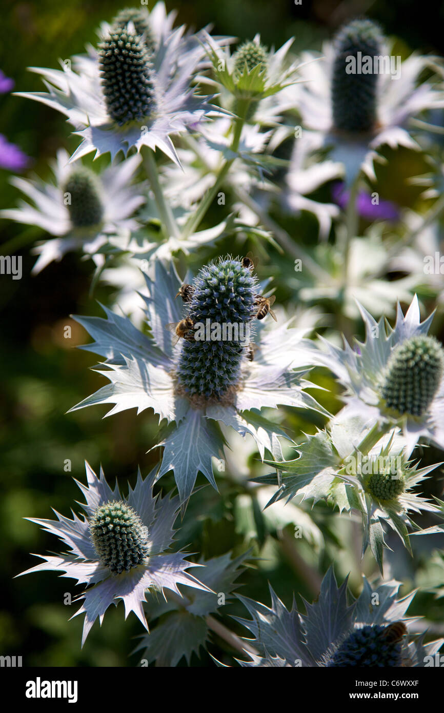 Eryngium Giganteum Flowers with Bees Stock Photo